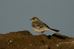 David Plant Photography - Wildlife Photography - Pied wagtail - C